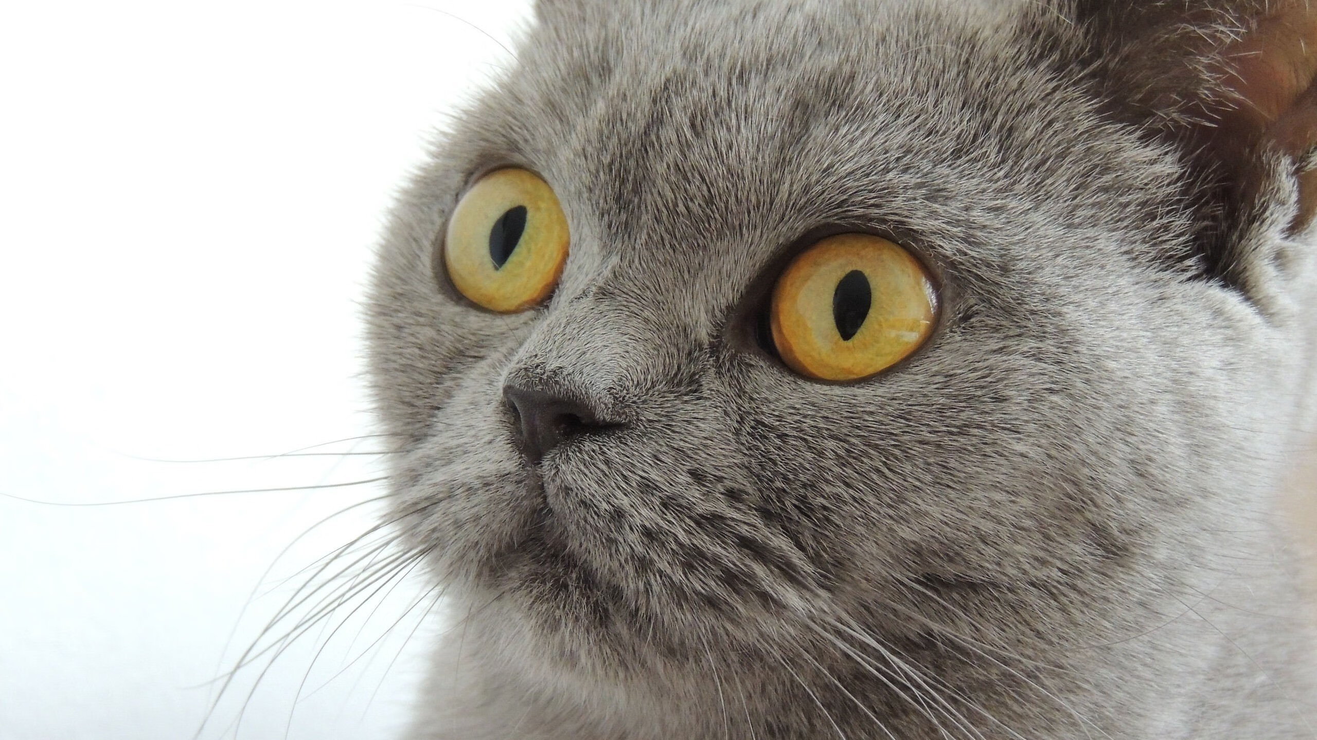 德甲引导青少年足球走向职业化,推动足球普及,国家对青少年足球的政策