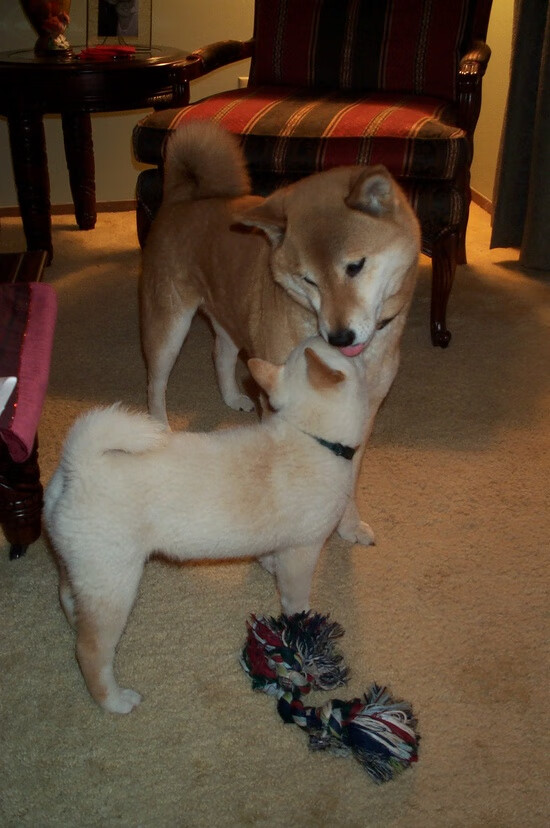 战术变革：欧冠中最具创新的打法潮流，欧战欧冠