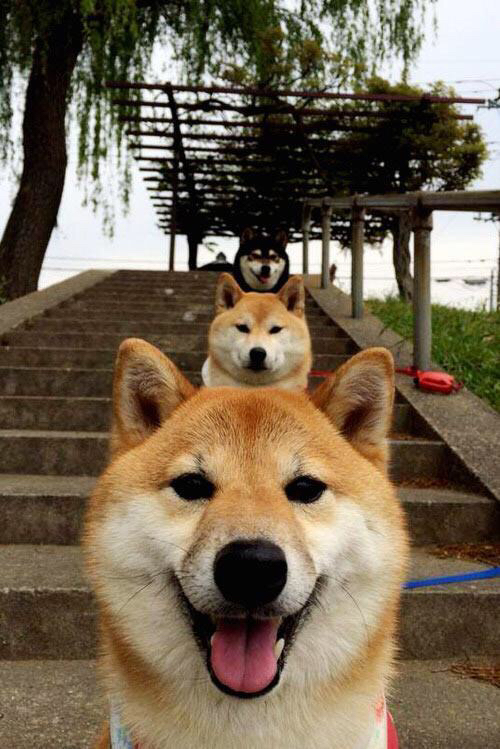 开云官网登录-加布里埃尔·卡瓦略以1600万美元转会至沙特球队阿尔卡迪西亚，加布里埃尔阿莱西